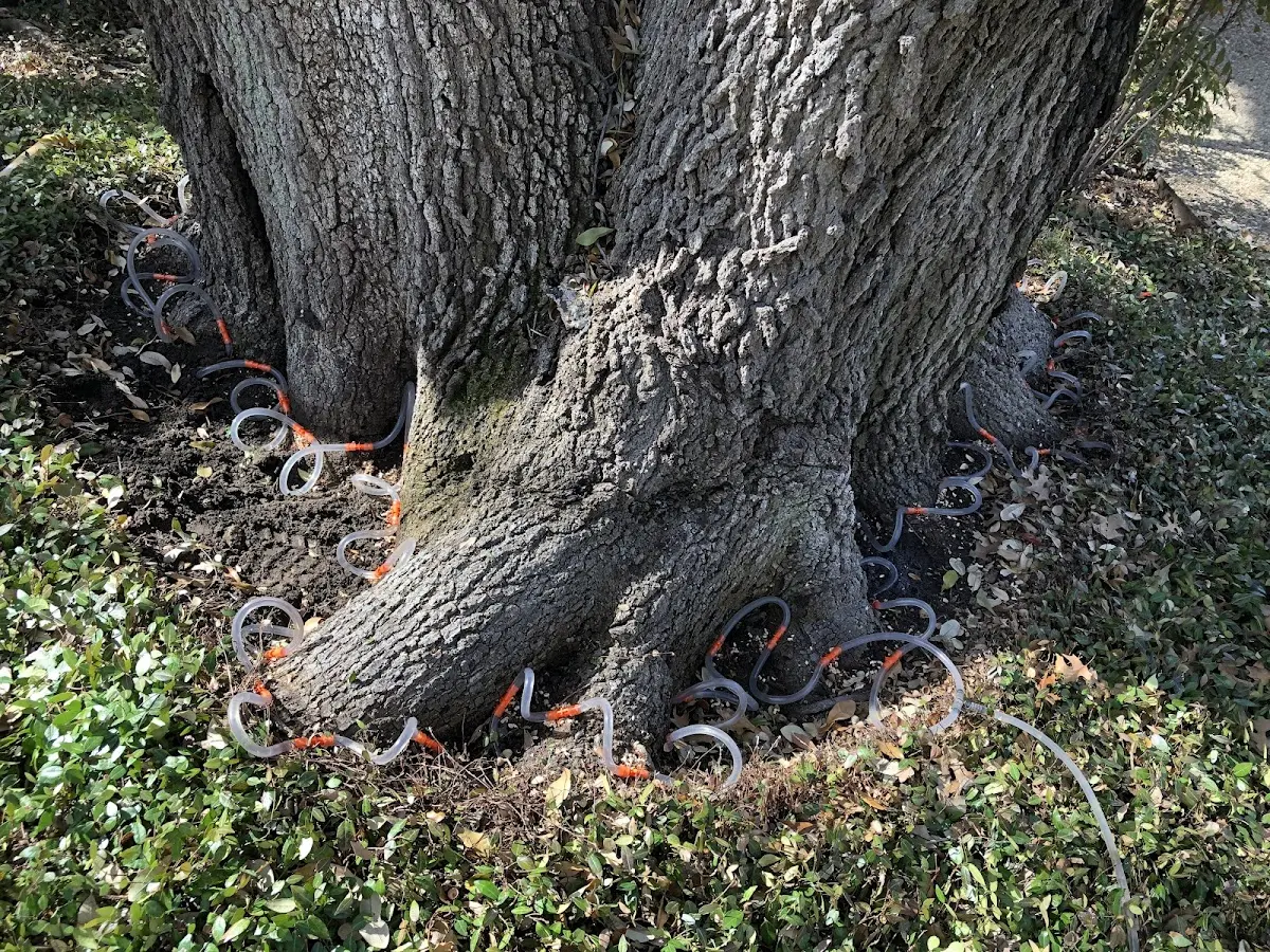 Detailed Tree Cabling and Bracing job site in S Coffeyville
