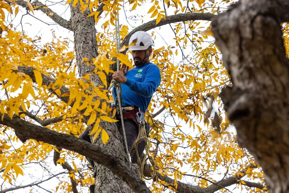 Skilled Tree Pruning crew working in S Coffeyville